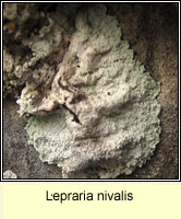 Lepraria nivalis