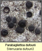 Parabagliettoa dufourii (Verrucaria dufourii)