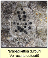 Parabagliettoa dufourii (Verrucaria dufourii)