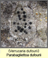 Verrucaria dufourii