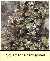 Squamarina cartilaginea