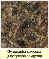 Gyrographa saxigena (Opegrapha saxigena)