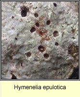 Hymenelia epulotica