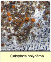 Caloplaca polycarpa