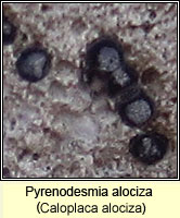 Pyrenodesmia alociza (Caloplaca alociza)