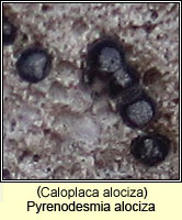 Pyrenodesmia alociza (Caloplaca alociza)