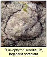 Ingaderia sorediata (Fulvophyton sorediatum, Sclerophytomyces circumscriptus var sorediatus)