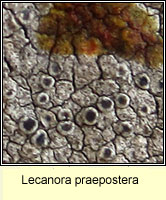 Lecanora praepostera
