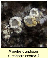 Myriolecis andrewii (Lecanora andrewii)