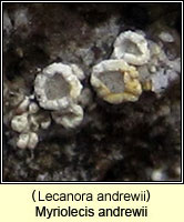 Myriolecis andrewii (Lecanora andrewii)