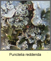Punctelia reddenda