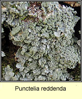 Punctelia reddenda