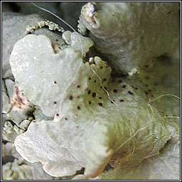 Vouauxiomyces truncatus