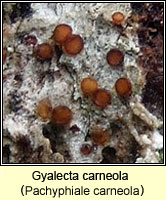 Gyalecta carneola (Pachyphiale carneola)