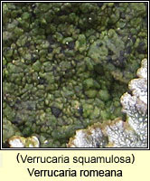 Verrucaria squamulosa