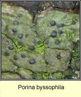 Porina byssophila