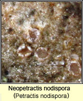 Neopetractis nodispora (Petractis nodispora)