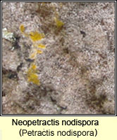 Neopetractis nodispora (Petractis nodispora)