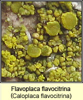 Flavoplaca flavocitrina (Caloplaca flavocitrina)