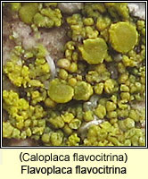 Flavoplaca flavocitrina (Caloplaca flavocitrina)