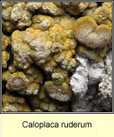 Caloplaca ruderum
