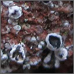Lichenoconium lecanorae