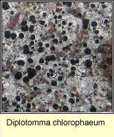 Diplotomma chlorophaeum