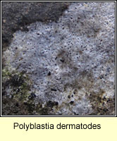 Polyblastia dermatodes