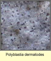 Polyblastia dermatodes