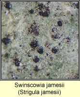 Strigula jamesii
