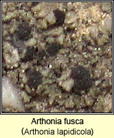 Arthonia fusca (Arthonia lapidicola)
