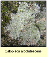 Caloplaca albolutescens