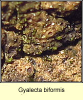 Gyalecta biformis