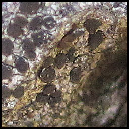 Lecanora aitema