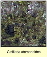 Catillaria atomarioides