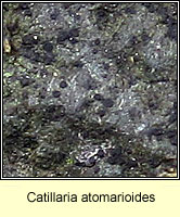 Catillaria atomarioides