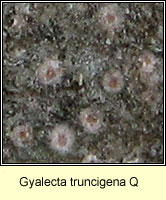 Gyalecta truncigena Q