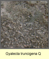 Gyalecta truncigena Q