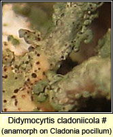 Didymocyrtis cladoniicola, anamorph