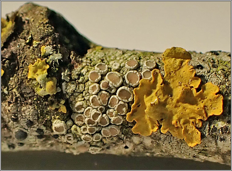 Lecanora hybocarpa