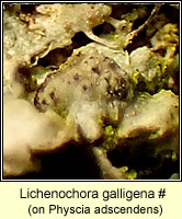 Lichenochora galligena