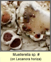 Muellerella sp
