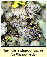 Taeniolella phaeophysciae