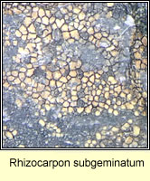 Rhizocarpon subgeminatum