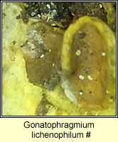 Gonatophragmium lichenophilum