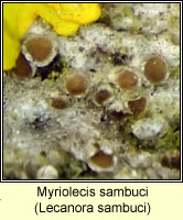 Myriolecis sambuci (Lecanora sambuci)