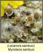 Myriolecis sambuci (Lecanora sambuci)