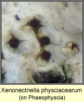 Pronectria Q, on Phaeophyscia