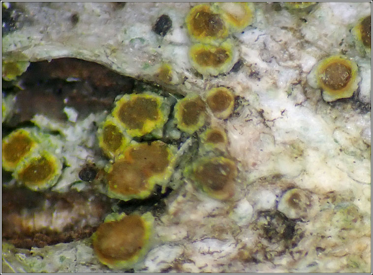 Athallia pyracea, Caloplaca pyracea