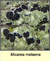 Micarea melaena